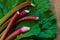 Freshly cut garden rhubarb on slug damaged rhubarb leaves against a wood background. Close up, copy space