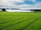 Freshly cut grass in a park field with tractor track traces, Selective focus. Nobody. Blue cloudy sky, Park maintenance concept