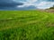 Freshly cut grass in a park field with tractor track traces, Selective focus. Nobody. Blue cloudy sky, Park maintenance concept