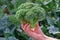 Freshly cut green broccoli cauliflower plant in young female hand on summer daylight on strong sunlight beams. Collecting