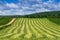 Freshly cut hay field