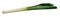 Freshly cut leek in a long rectangular frame. White isolated background. Close-up.