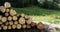 Freshly cut logs from tree laying in green grass in mountainside area