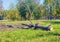 Freshly cut old tree and branches lie on the grass in the park