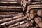 Freshly cut and piled Aspen lumber as a raw material