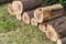 Freshly cut pine wood logs