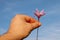 Freshly cut saffron flower in a hand on a blue sky.