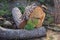 Freshly cut of tree trunk. Trunk and brunches of old pine tree