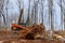 Freshly cut trees for residential construction in backhoe clearing forest on land clearing