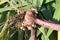 Freshly dug gladiolus corm with roots