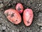 Freshly dug pink-skinned potatoes on the ground.