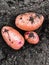 Freshly dug pink-skinned potatoes on the ground.