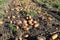 Freshly dug ripe potatoes in beds in a field close-up. Growing potatoes at home in the garden, harvesting potatoes