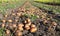 Freshly dug ripe potatoes in beds in a field close-up. Growing potatoes at home in the garden, harvesting potatoes