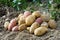 Freshly dug up heap of red and yellow potatoes lying on soil.