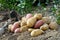 Freshly dug up heap of red and yellow potatoes lying on soil next to hoe.