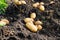 Freshly dug young potatoes in the field on excavated ground in sunny day