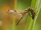 Freshly emerged four-spotted chaser Libellula quadrimaculata