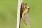 A freshly emerged immature Hairy Dragonfly Brachytron pratense perching on a reed with its exuvium.