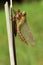 A freshly emerged immature Hairy Dragonfly Brachytron pratense perching on a reed with its exuvium.