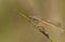 A freshly emerged immature Large Red Damselfly Pyrrhosoma nymphula perching on a reed with its exuvium.