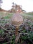 Freshly emerged mushroom in grassland