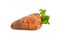 A freshly excavated carrot on a white background.