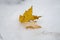 Freshly fallen yellow sugar maple tree leaf in the first snow of the year.