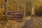 Freshly felled and sawn tree trunks in the forest