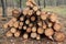 Freshly felled trees piled in a heap