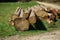 Freshly felled trees stored in the forest to dry await further processing