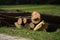 Freshly felled trees stored in the forest to dry await further processing