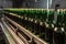 Freshly Filled Beer Bottles On An Industrial Assembly Line - Generative AI