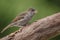 Freshly fledged male sparrow