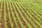 A freshly germinated Idaho wheat field.