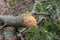 Freshly gnawed tree by beaver in forest