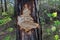 Freshly gnawed tree by beaver in forest