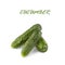 freshly green cucumbers on white background, with clipping path