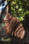 Freshly grilled tomahawk steak on slate plate with salt pepper rosemary and parsley herbs. Sliced pieces of juicy beef steak