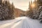 freshly groomed ski trails surrounded by pine trees