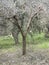 Freshly ground olive tree in southern Campania