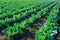 Freshly growing in rows green cabbage field, headed cabbage field