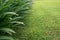 Freshly grown grass, shallow depht of field