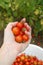 Freshly Grown Organic Cherry Tomatoes