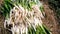 Freshly Harvest White Radish in the Farm