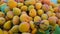 Freshly harvested apricots are cleaned and kept in water for canning and marmalade production.
