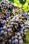 Freshly harvested blue grapes at the market stall