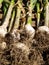 Freshly harvested bulbs of garlic drying