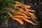 Freshly harvested carrots on soil