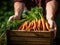 Freshly harvested Carrots in a wooden box held by a farmer, close-up shot